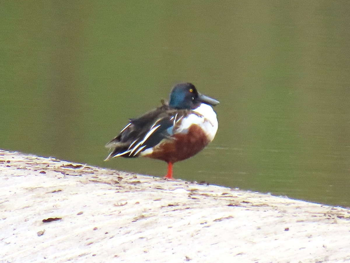 ハシビロガモ - ML647710022