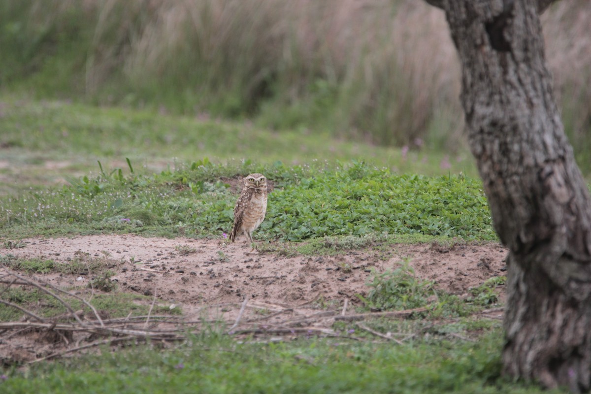 アナホリフクロウ - ML647710026