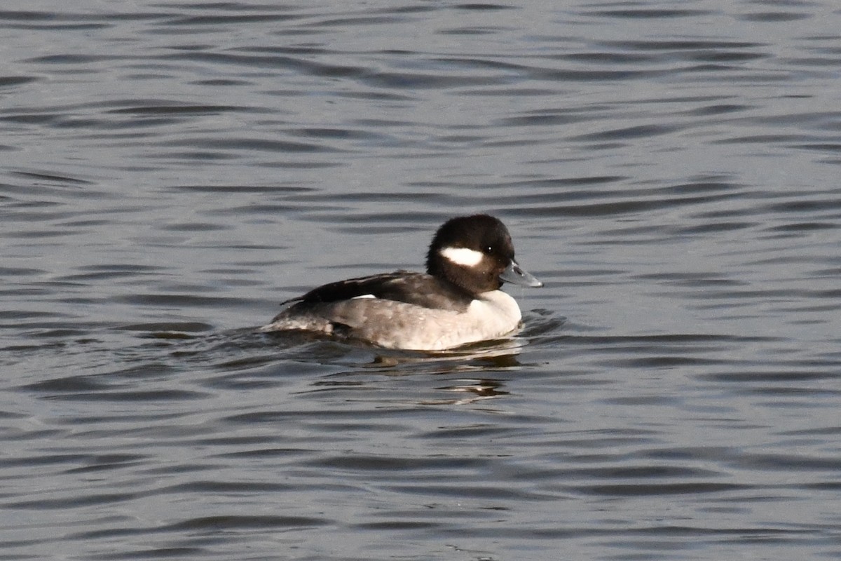 ヒメハジロ - ML647710027