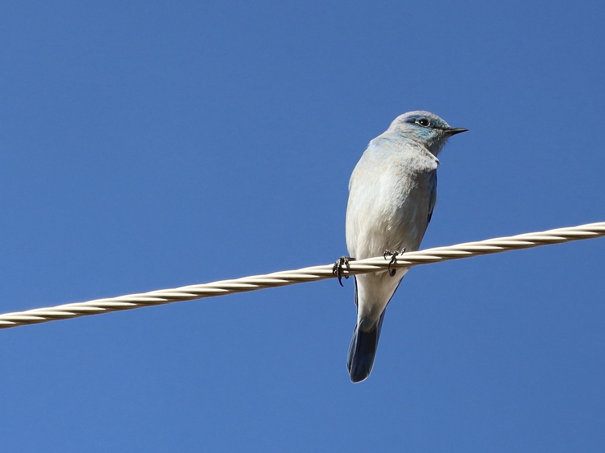 ムジルリツグミ - ML647710028