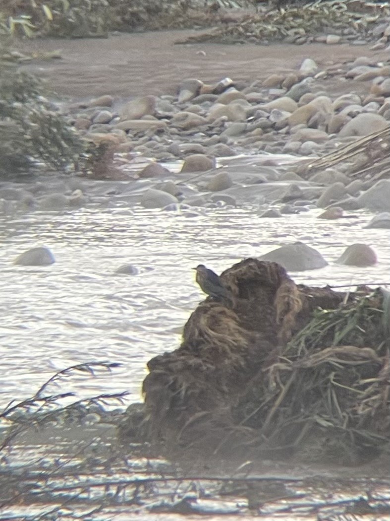 アメリカササゴイ - ML647710029