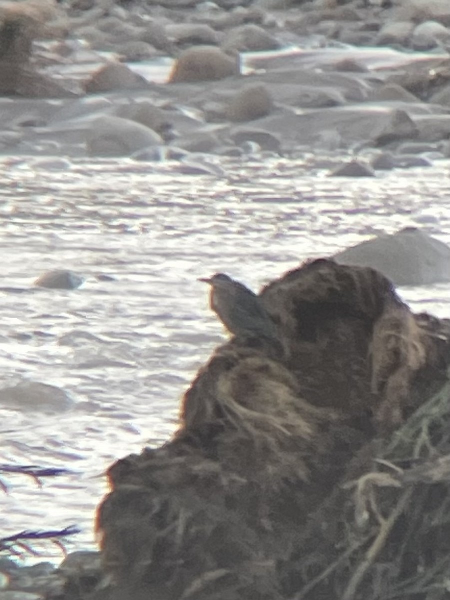 アメリカササゴイ - ML647710030