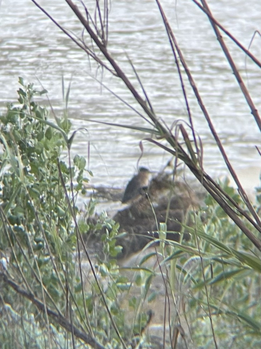 アメリカササゴイ - ML647710031