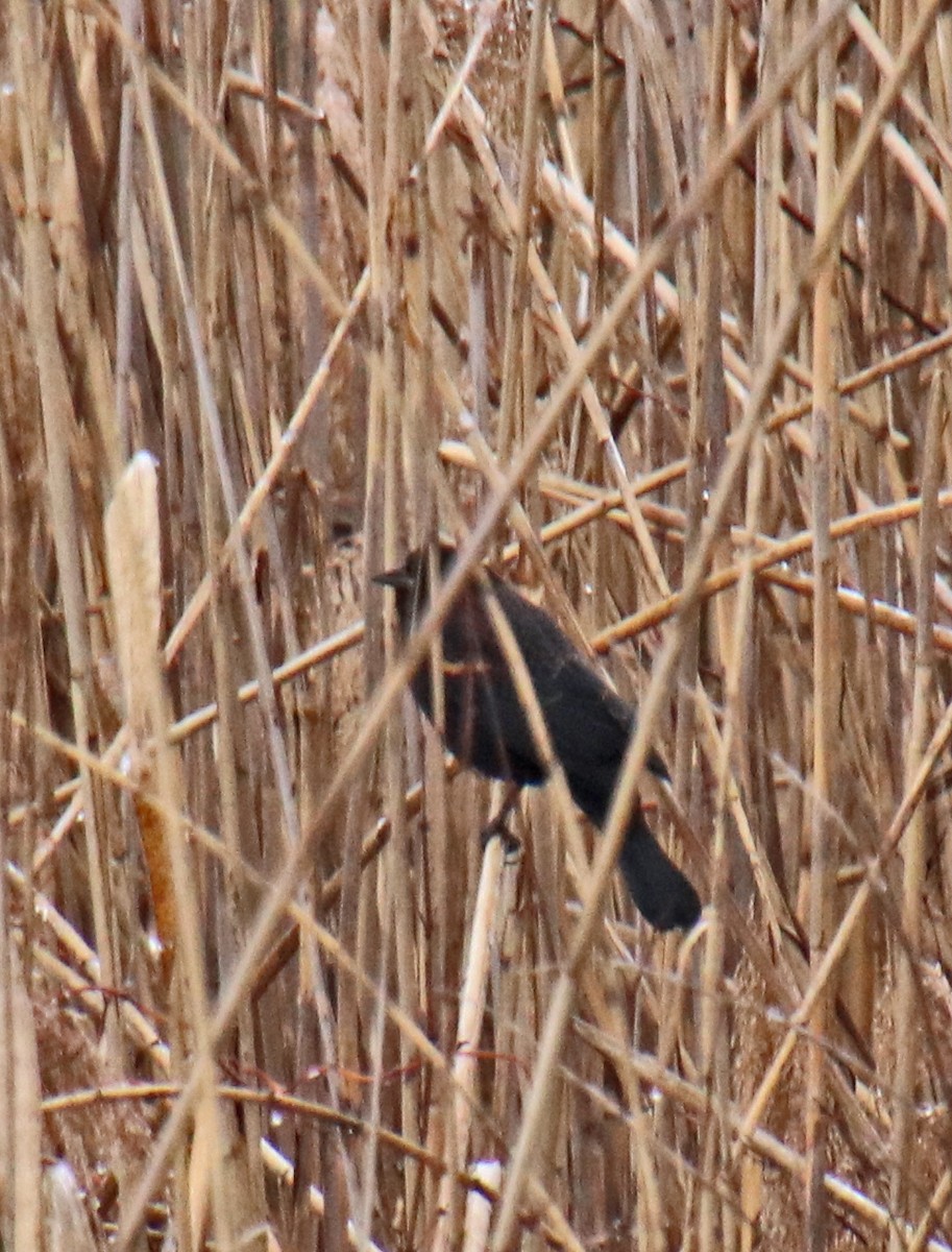 ハゴロモガラス - ML647710032