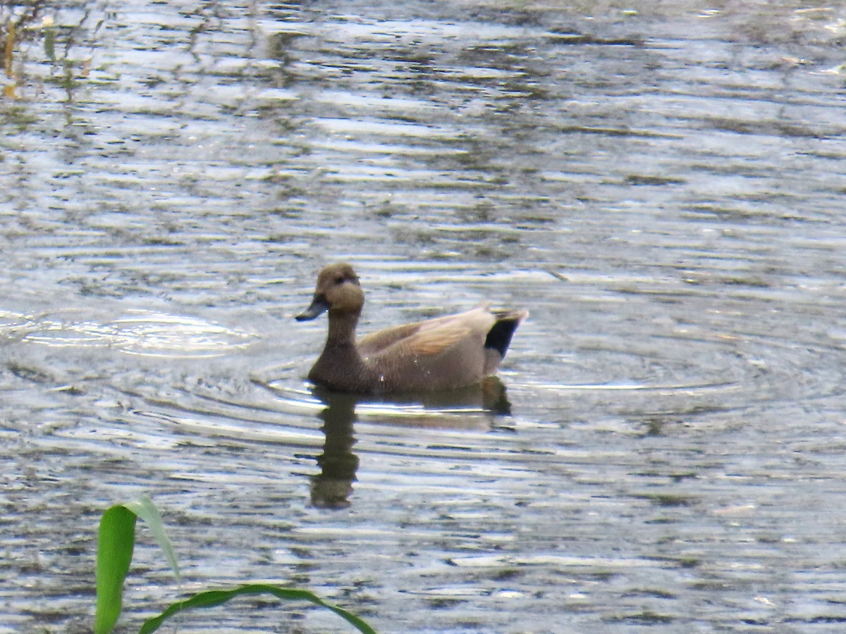 オカヨシガモ - ML647710033