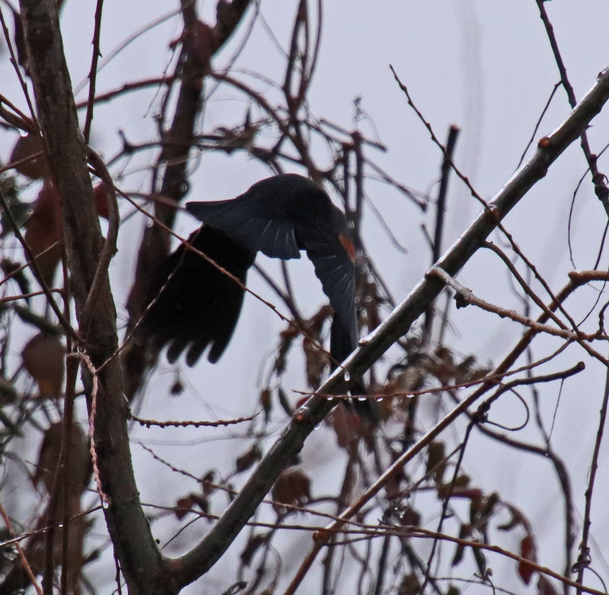 ハゴロモガラス - ML647710034