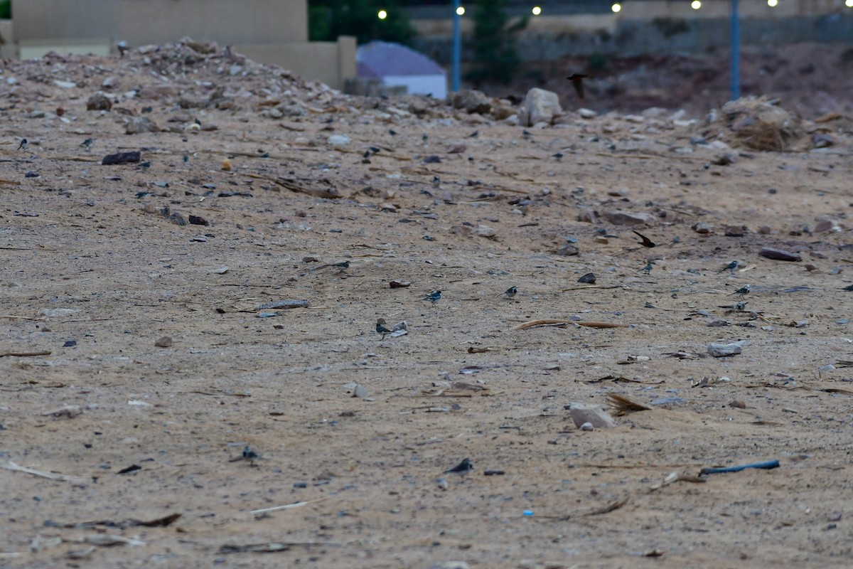 נחליאלי לבן - ML647710035