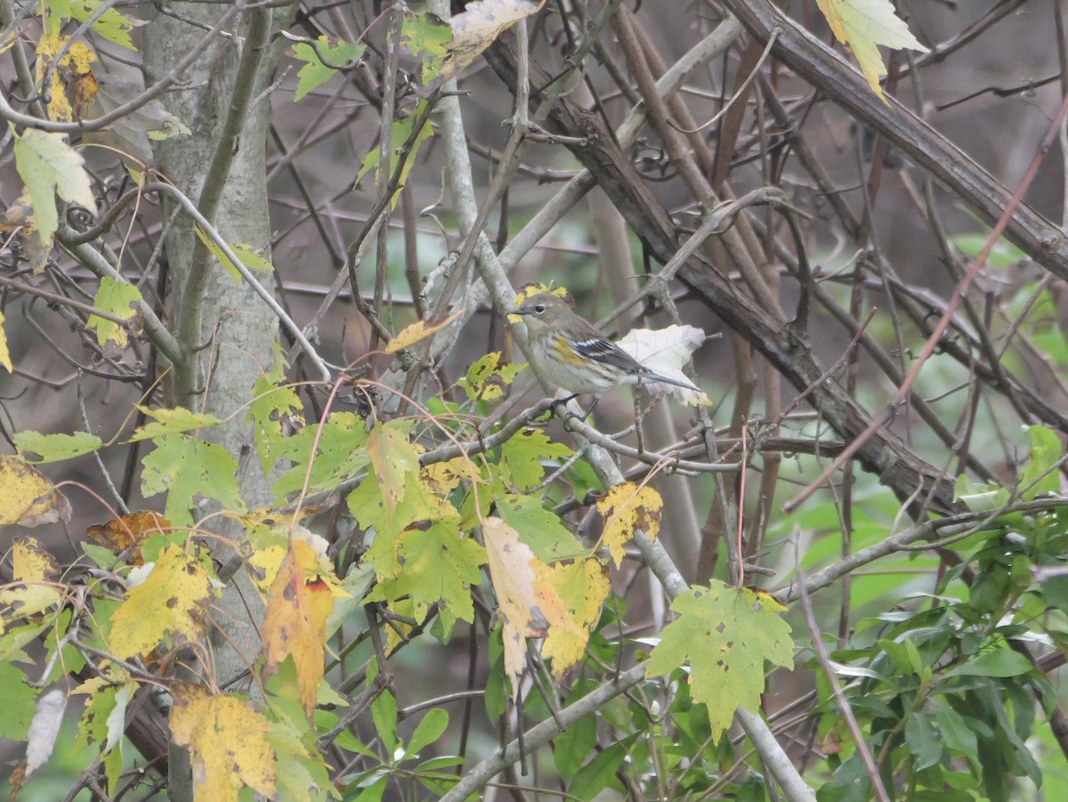 キヅタアメリカムシクイ（coronata） - ML647710036