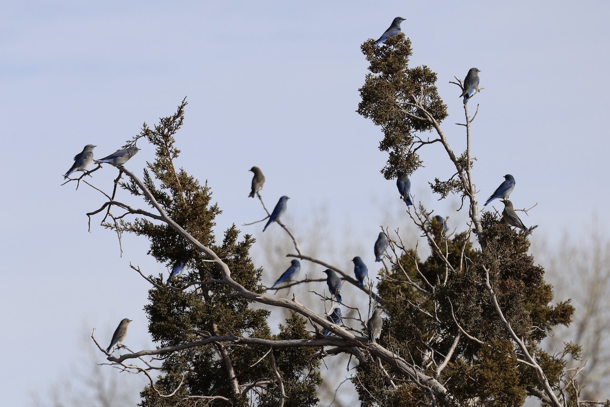 ムジルリツグミ - ML647710037