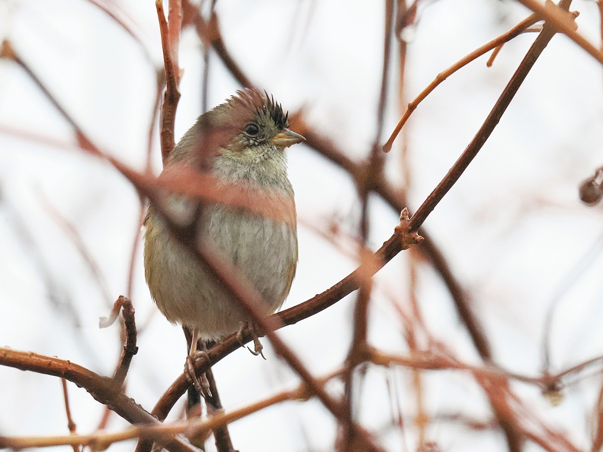 ヌマウタスズメ - ML647710044