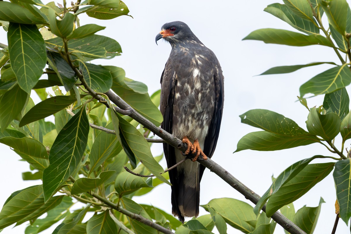 タニシトビ - ML647710045