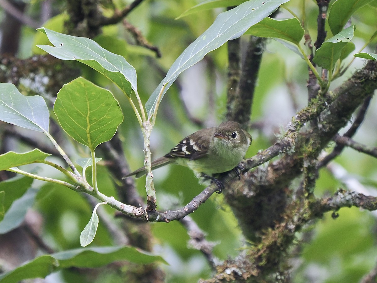 キイロシラギクタイランチョウ - ML647710046