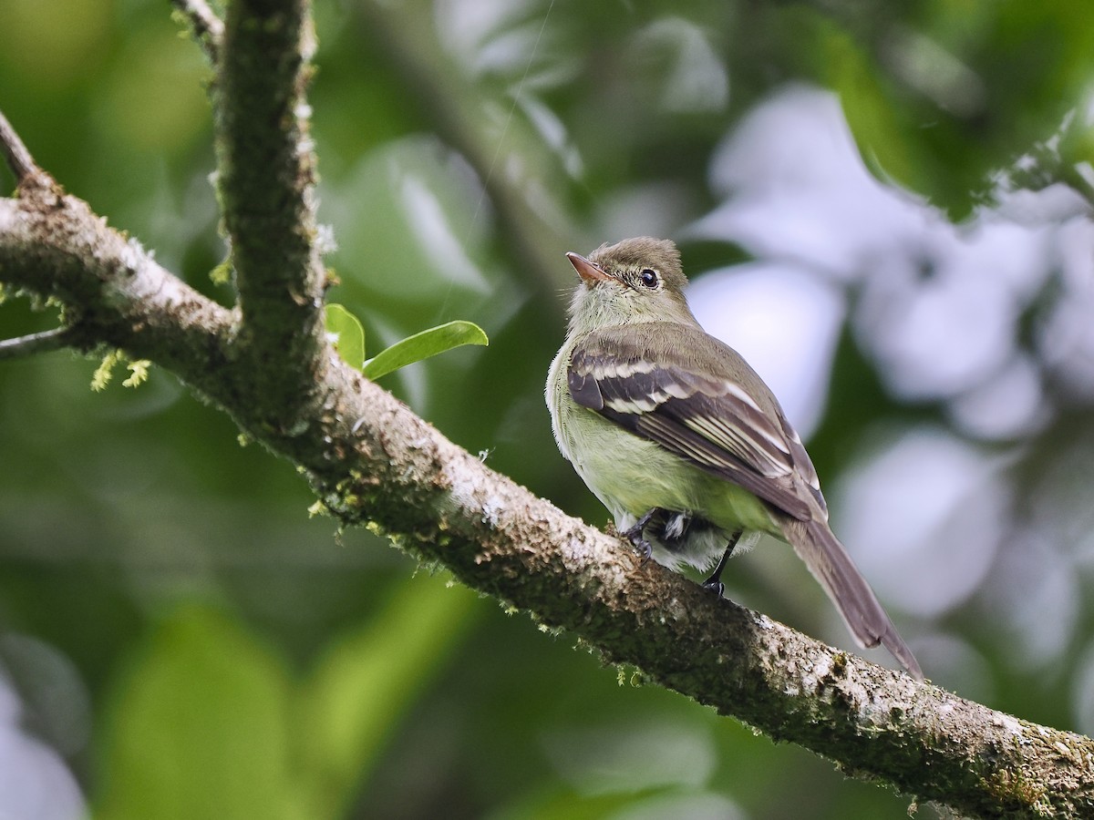 キイロシラギクタイランチョウ - ML647710047