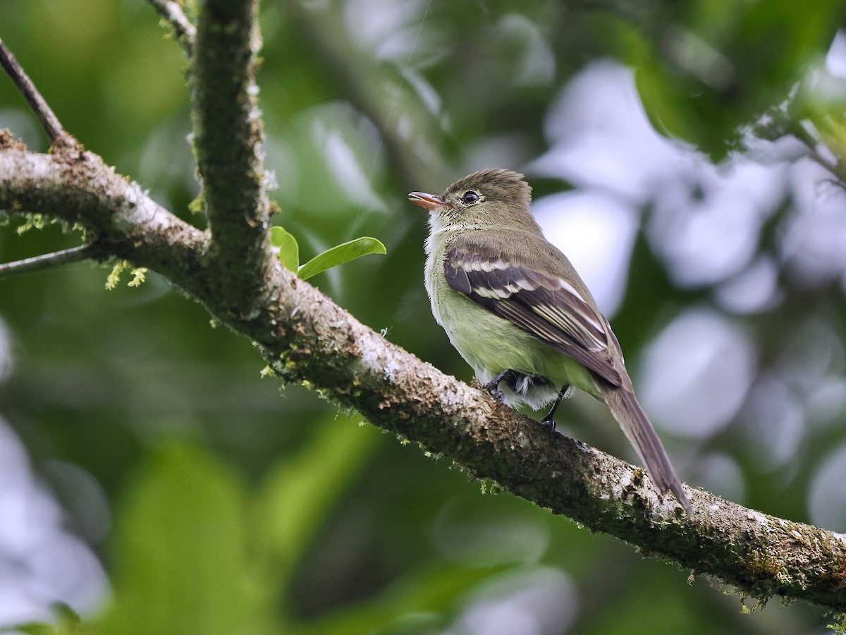 キイロシラギクタイランチョウ - ML647710048