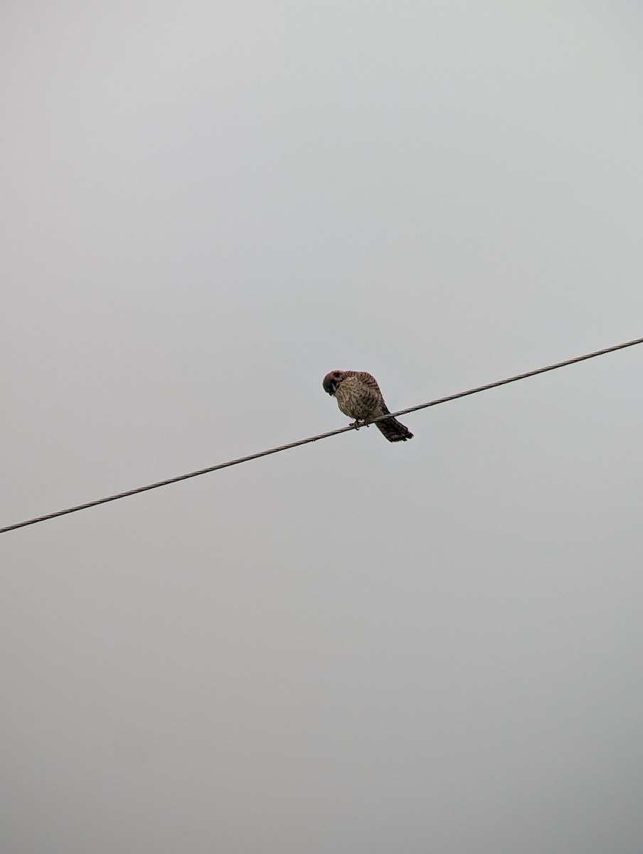 アメリカチョウゲンボウ - ML647710052