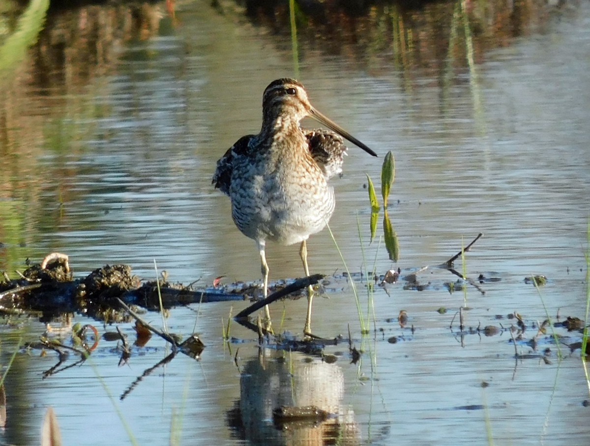 アメリカタシギ - ML647710057