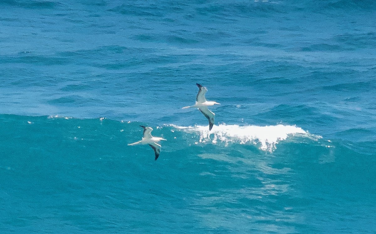 Red-footed Booby - ML647710101