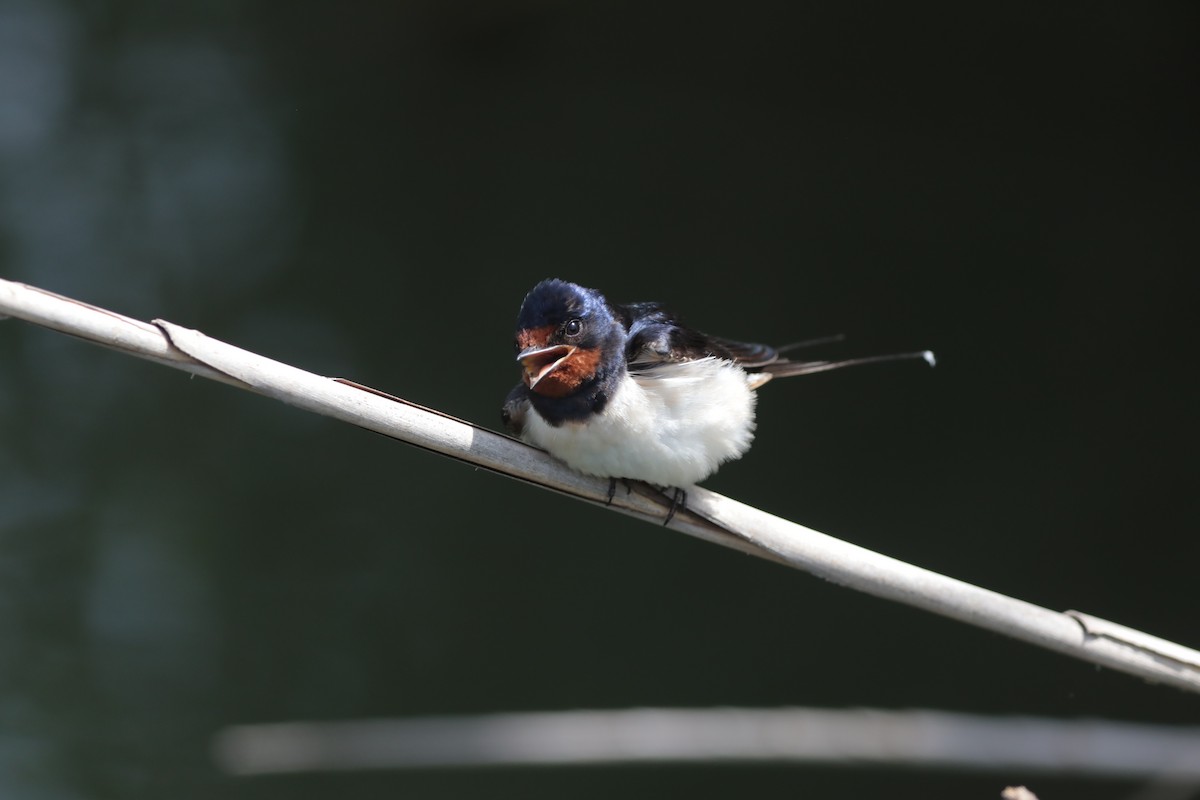 vlaštovka obecná - ML647710103