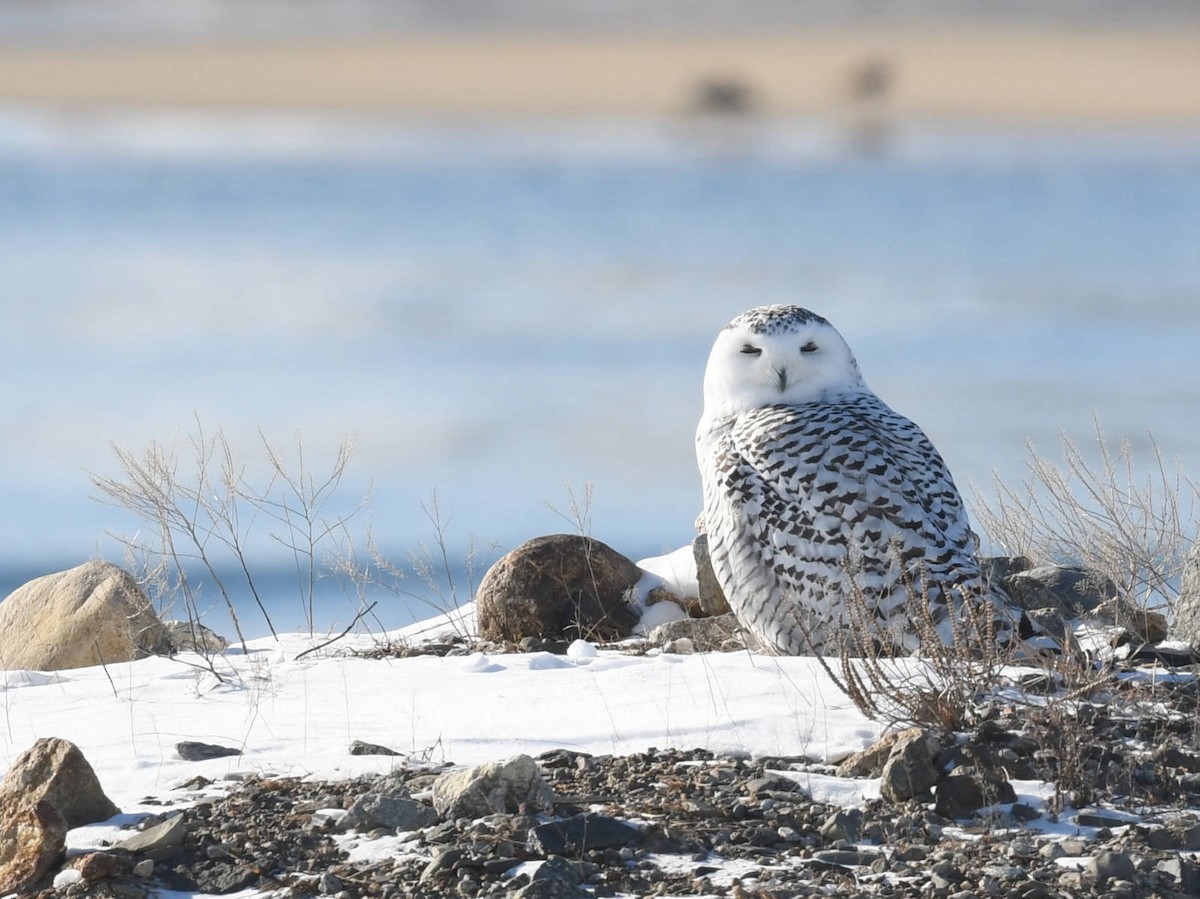 Snowy Owl - ML647710143