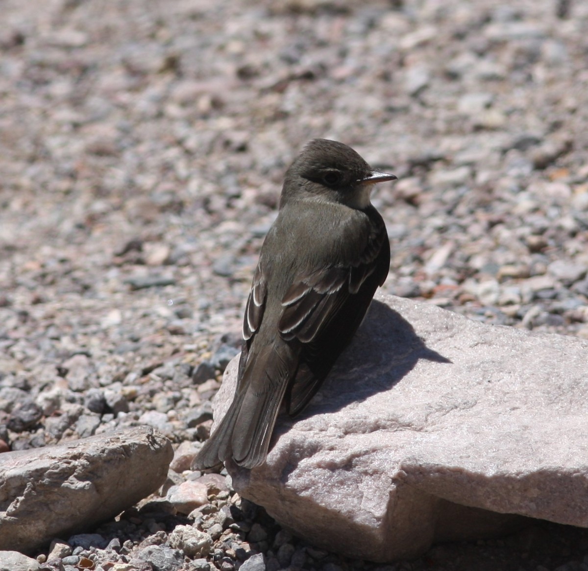 Western Wood-Pewee - ML647710145