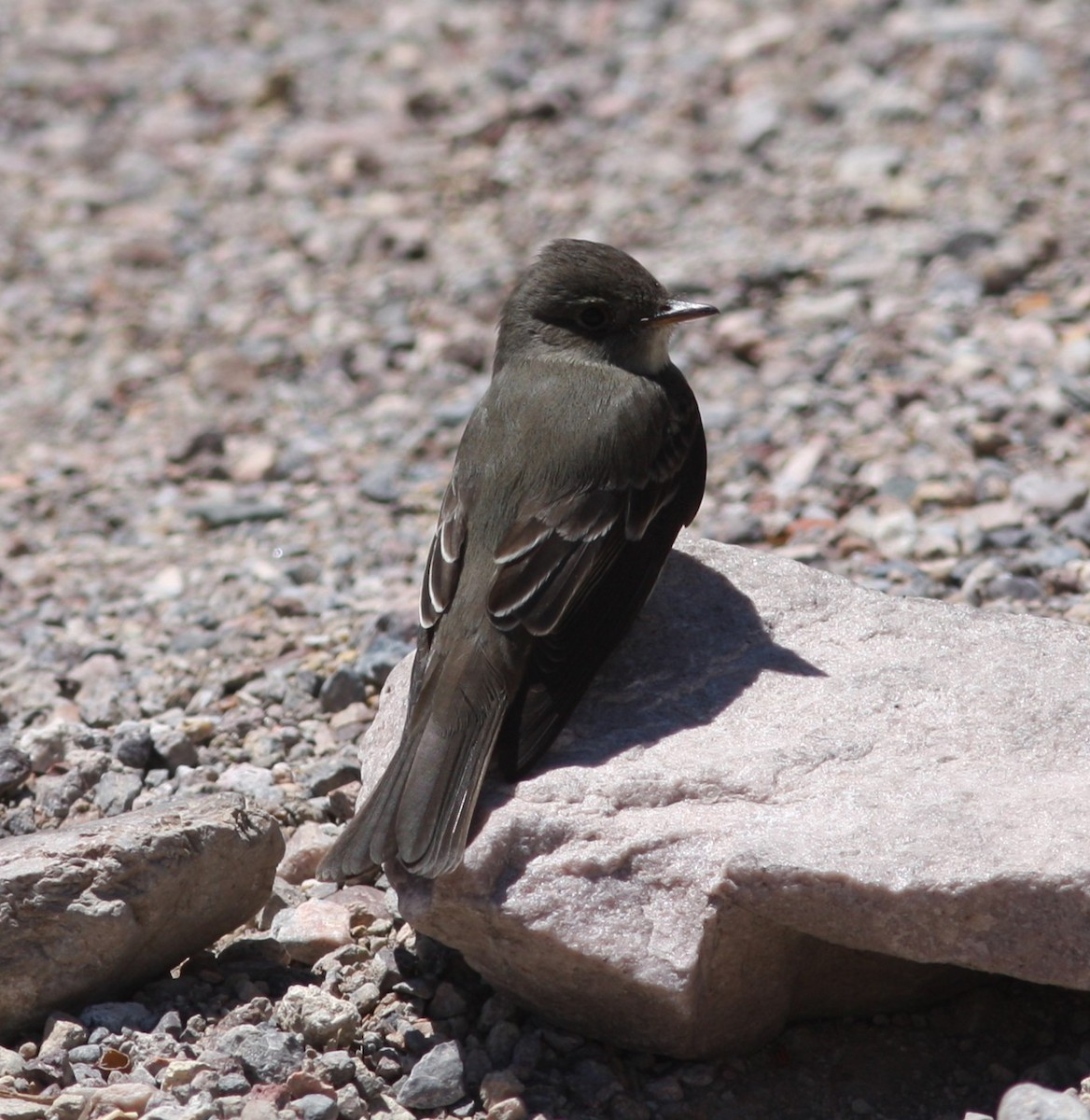 Western Wood-Pewee - ML647710146