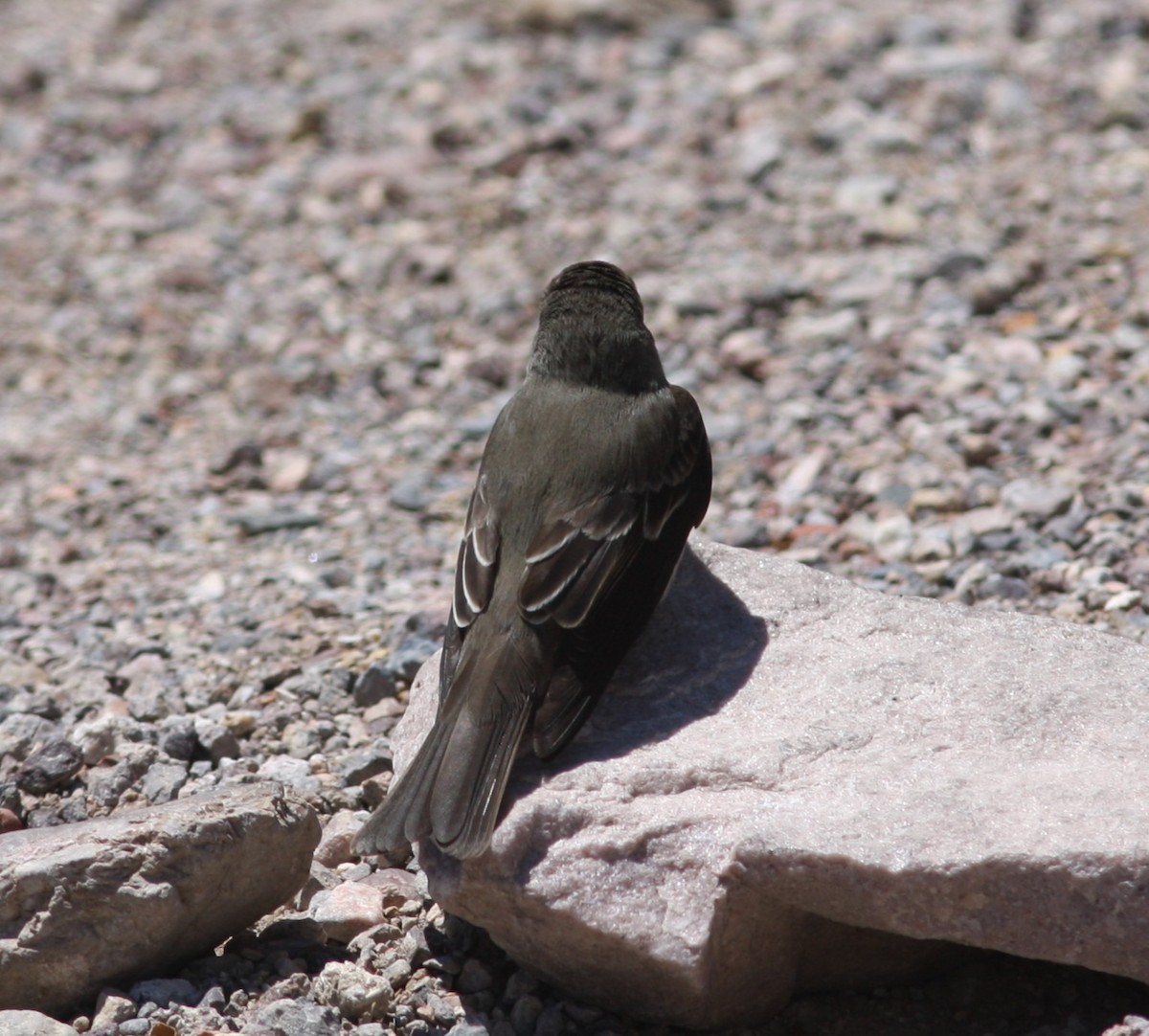 Western Wood-Pewee - ML647710147