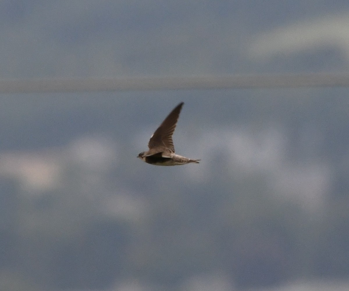 Uhalde-enara arrunta - ML647710149