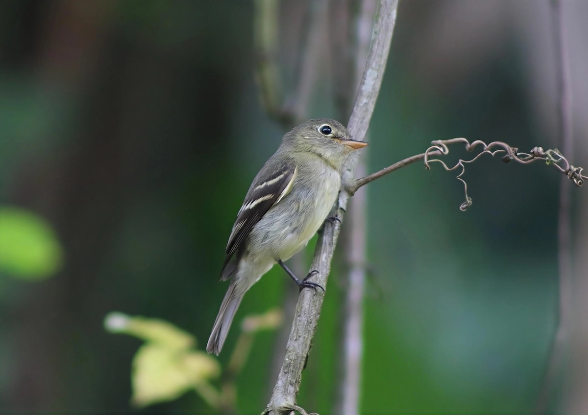 Желтобрюхий мухолов - ML647710151