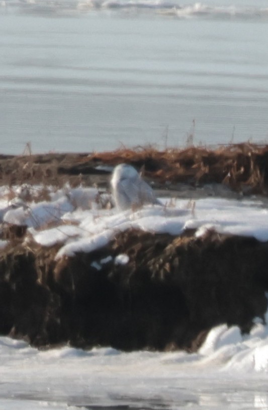 Snowy Owl - ML647710159