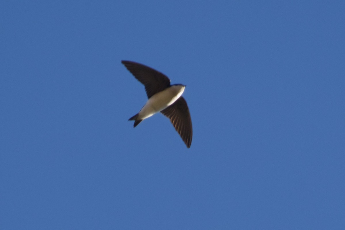 Tree Swallow - ML647710172