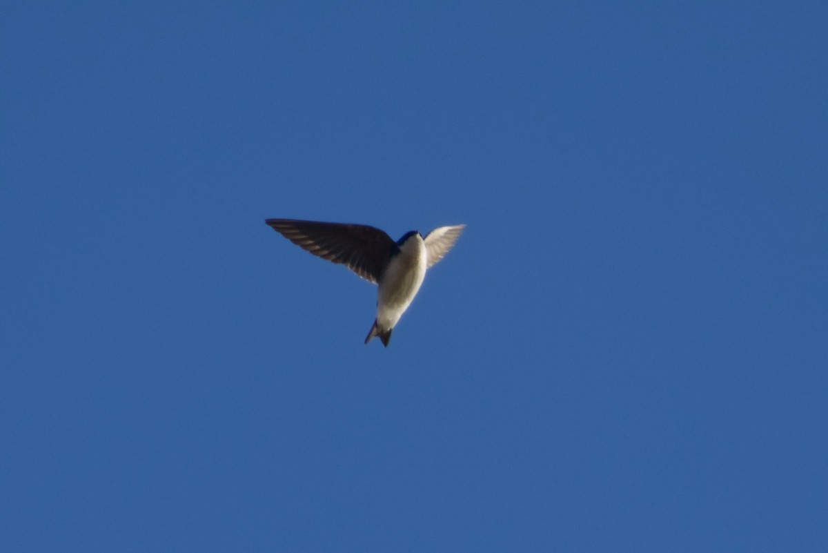 Tree Swallow - ML647710173
