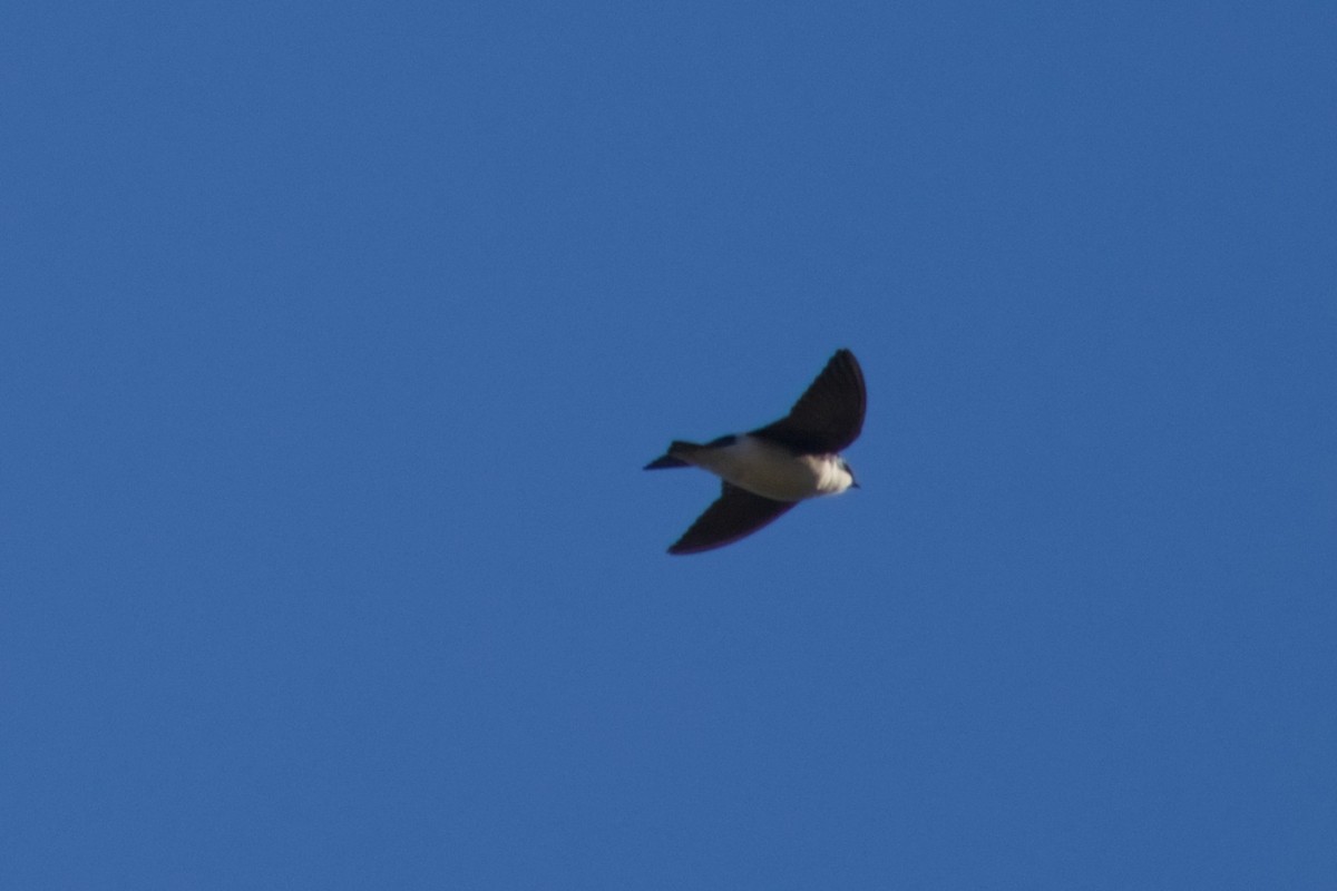Tree Swallow - ML647710174
