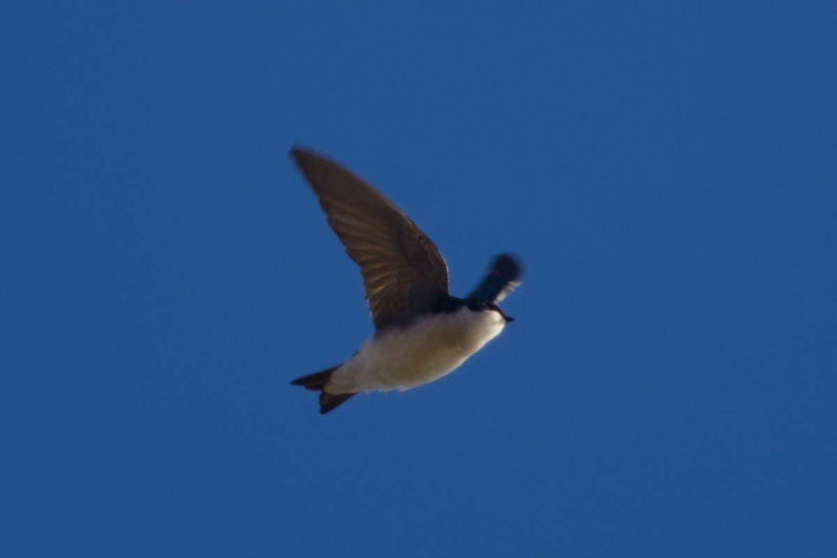 Tree Swallow - ML647710176