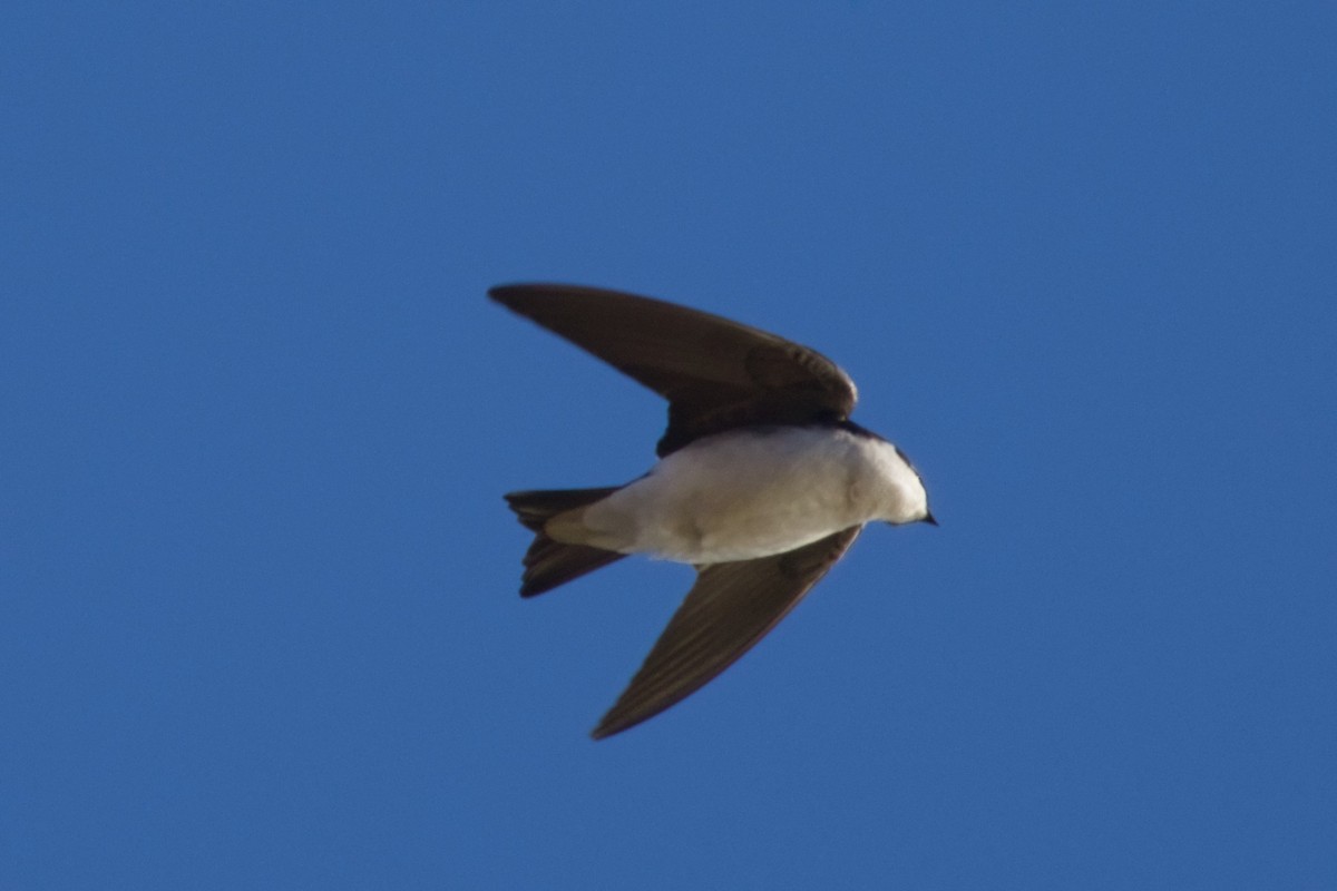 Tree Swallow - ML647710177