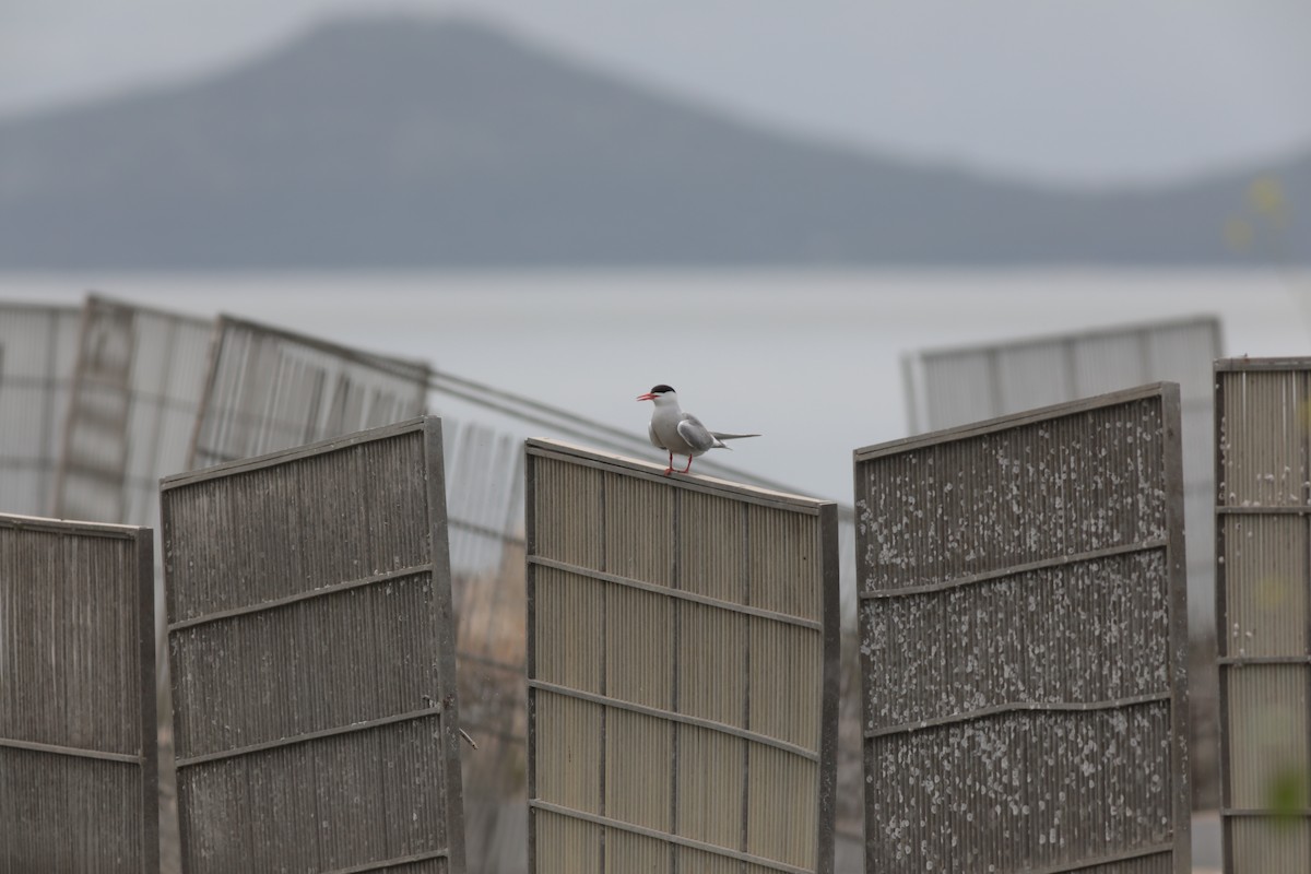 Common Tern - ML647710188