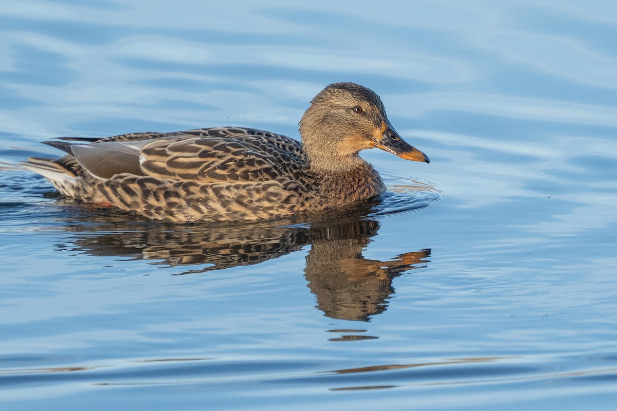 Mallard - ML647710194