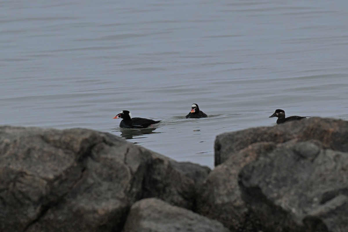 Surf Scoter - ML647710200