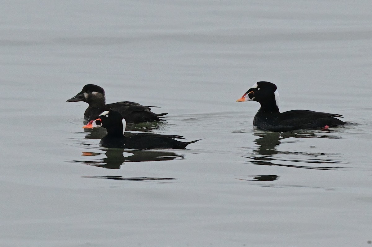 Surf Scoter - ML647710201