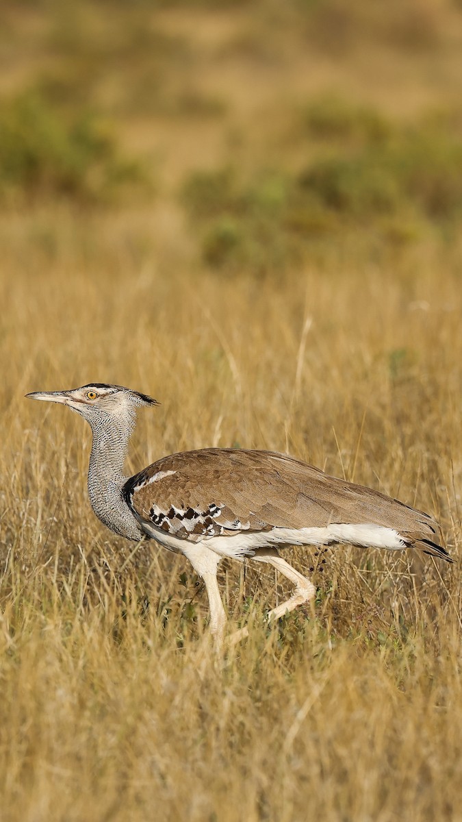 Kori Toyu - ML647710235