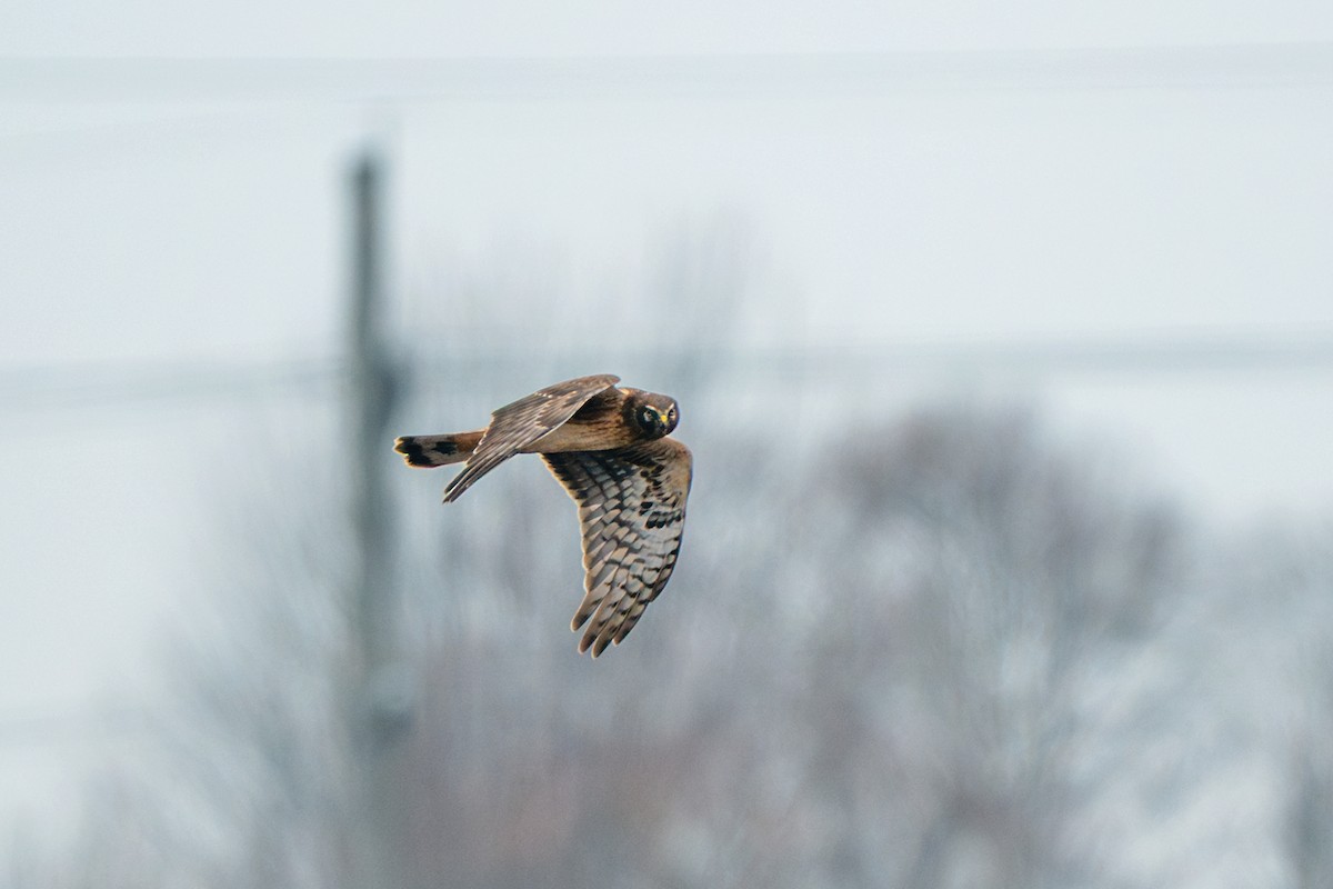 mørkmyrhauk - ML647710271