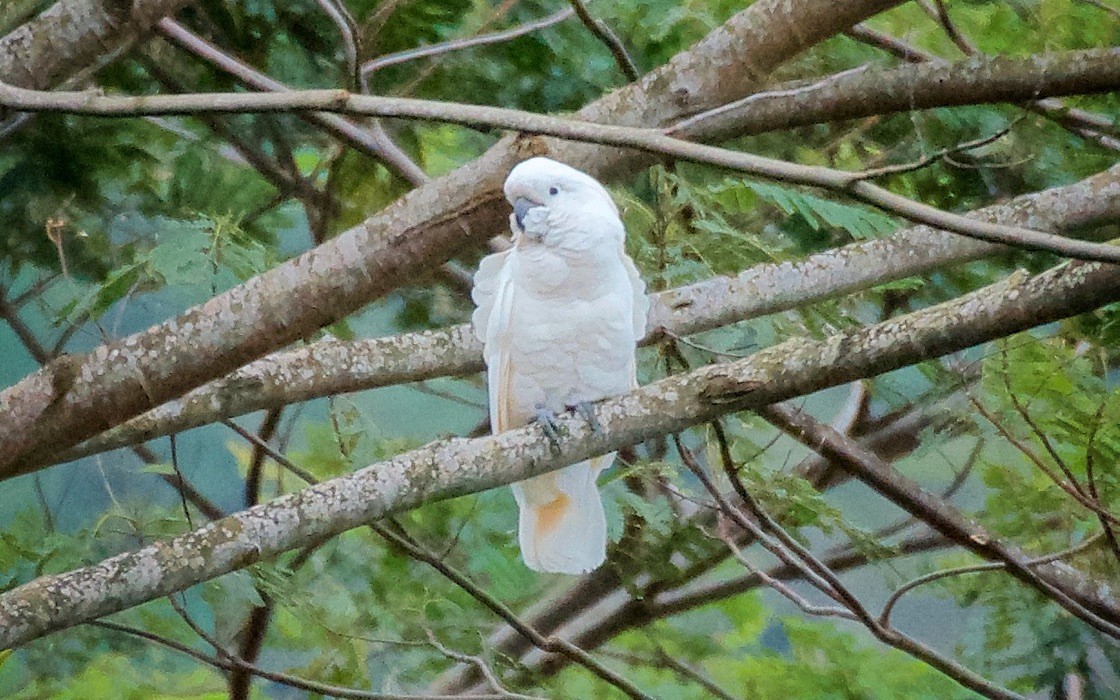 Salmon-crested Cockatoo - ML647710281