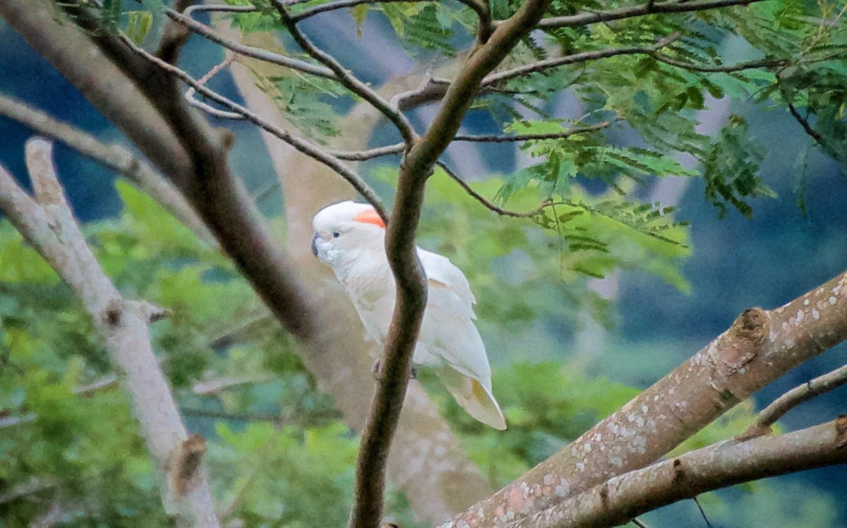 Salmon-crested Cockatoo - ML647710282