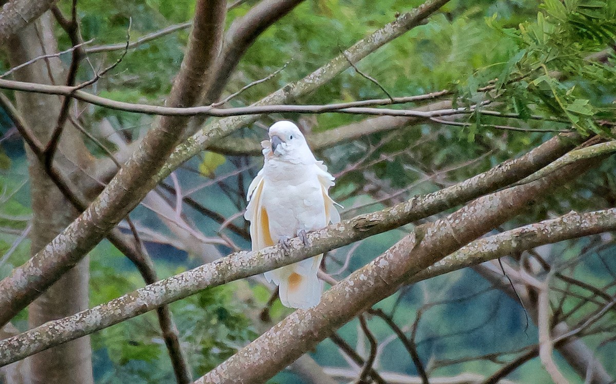 Salmon-crested Cockatoo - ML647710283