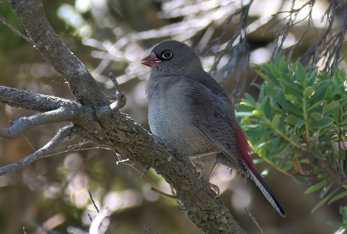 Beautiful Firetail - ML647710290
