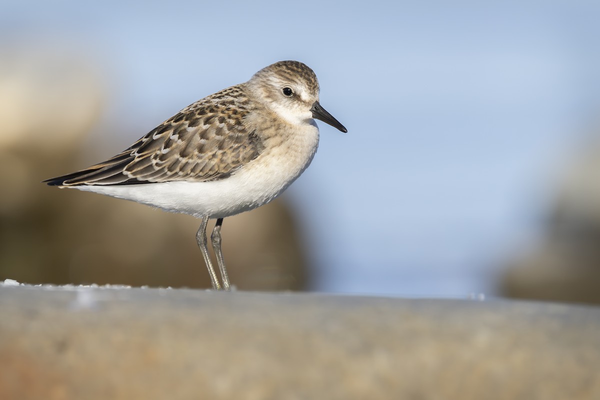 Semipalmated Sandpiper - ML647710291