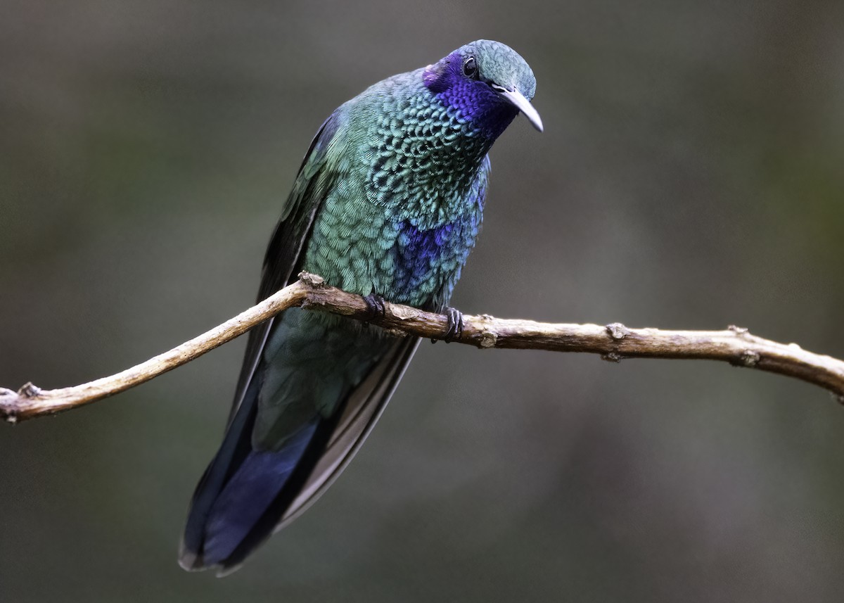 Колібрі синьочеревий - ML647710299