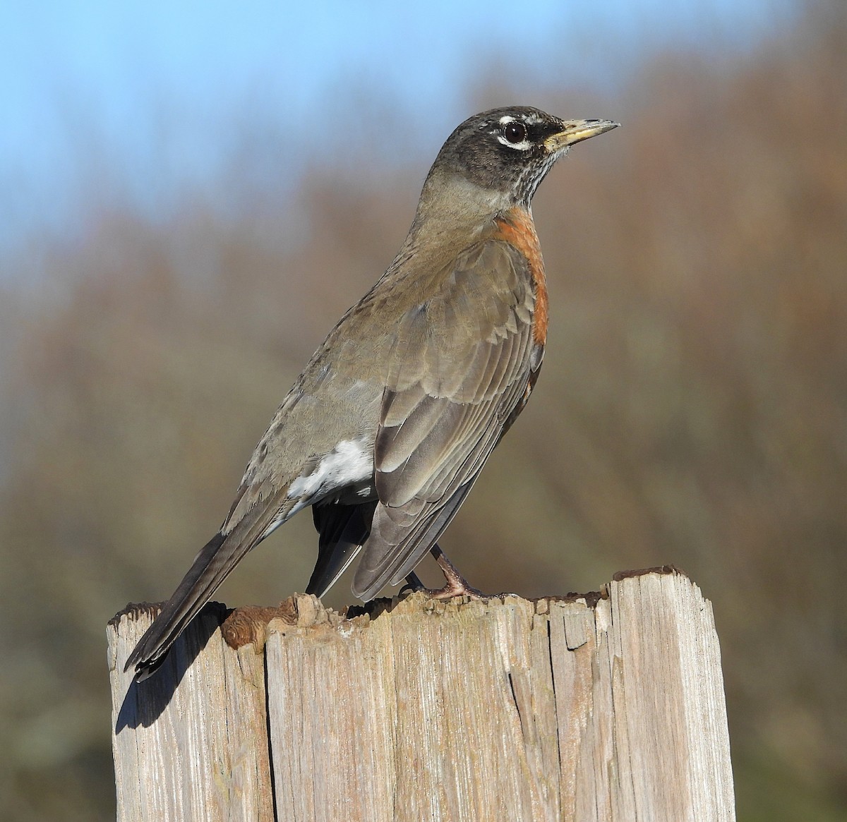 Zozo papargorria - ML647710341