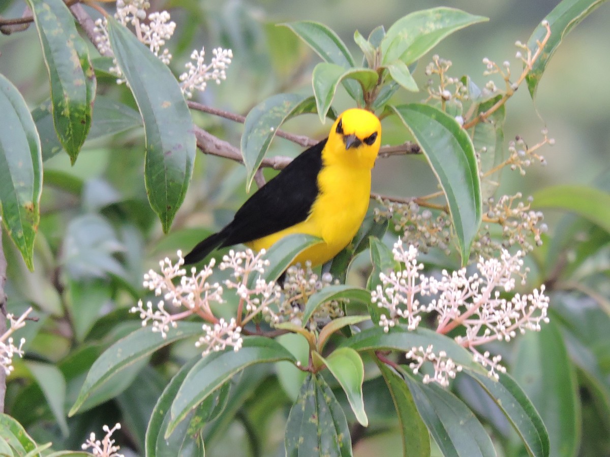 Black-and-yellow Tanager - ML647710342