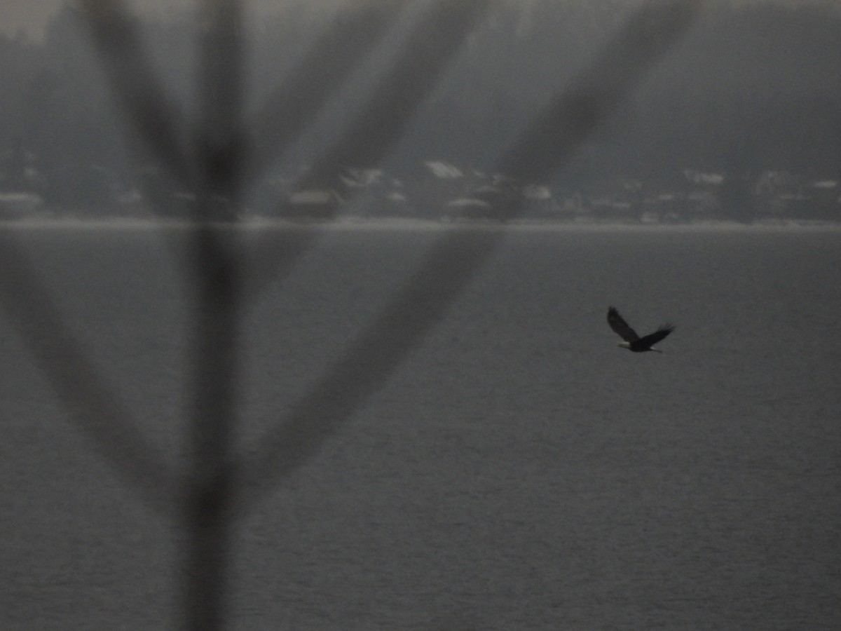 Itsas arrano buruzuria - ML647710343