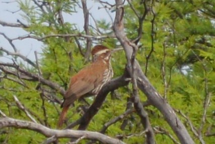 Scimitar-billed Woodcreeper - ML647710344